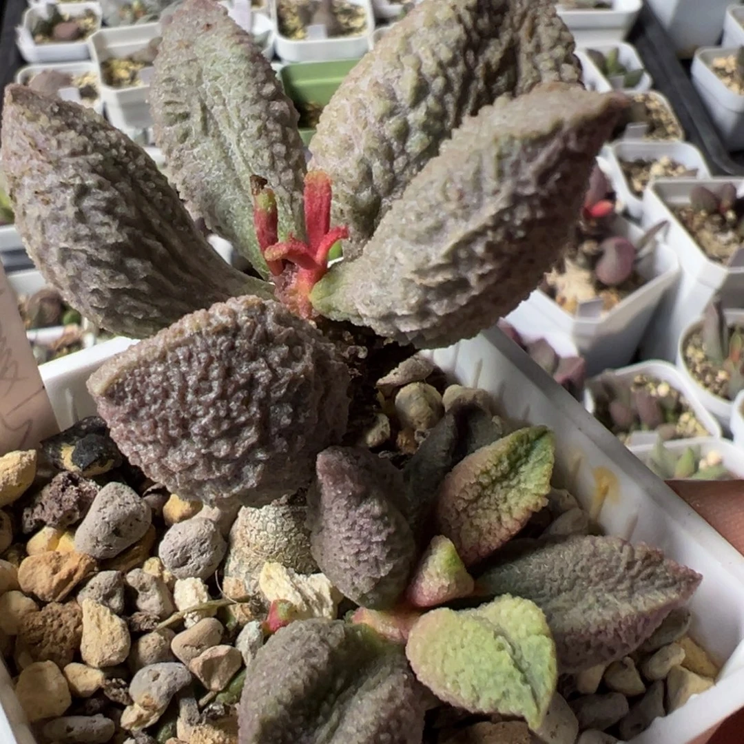 紫霞仙子老桩多肉植物水泡