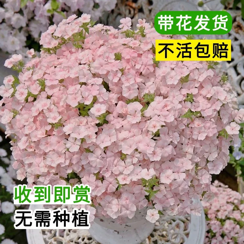 福禄考情书爆花耐热耐晒