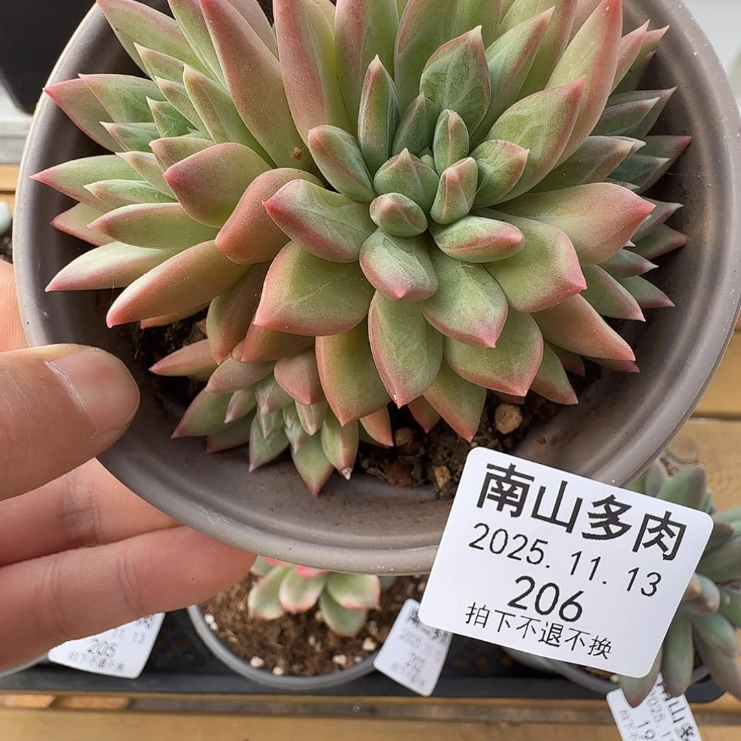 四头松露111113-206