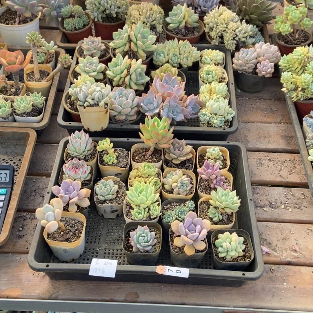 70号花18个奢专拍圆通