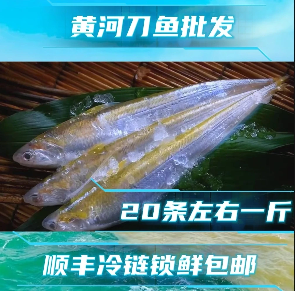 顺丰锁鲜直达尝鲜产自黄河入海口野生黄河刀鱼肉质鲜嫩味道鲜美