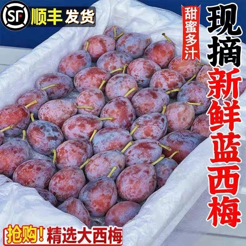 新鲜喀什西梅新疆西梅香甜多汁当季水果整箱批发1/3/5斤顺丰发货