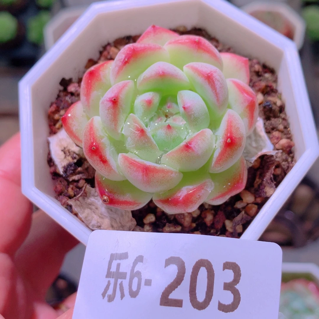 乐然6-203 白桃汽水