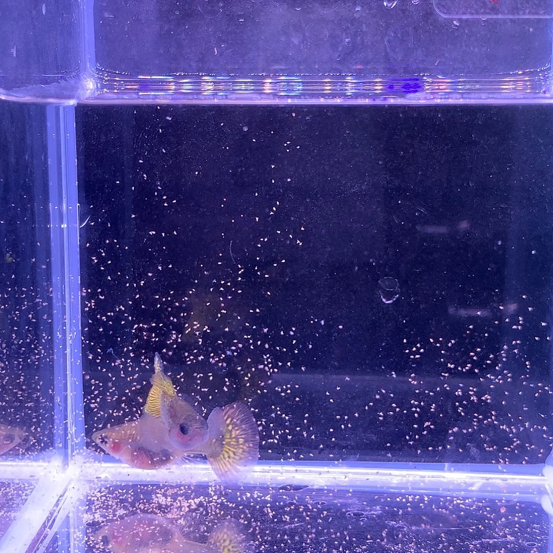 孔雀鱼满鳞黄蛇玻璃猫球