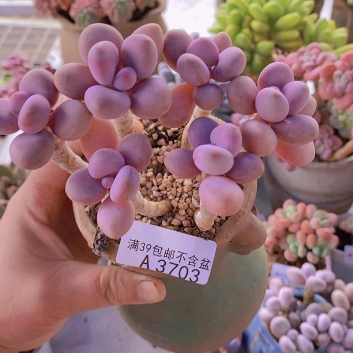 糖果桃蛋老桩11cm3703多肉植物