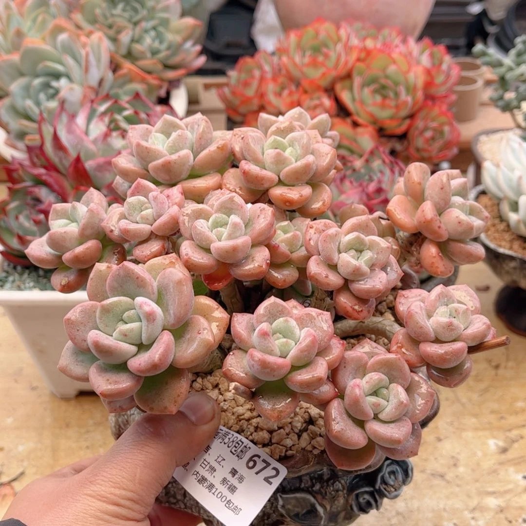 672白露德华多肉