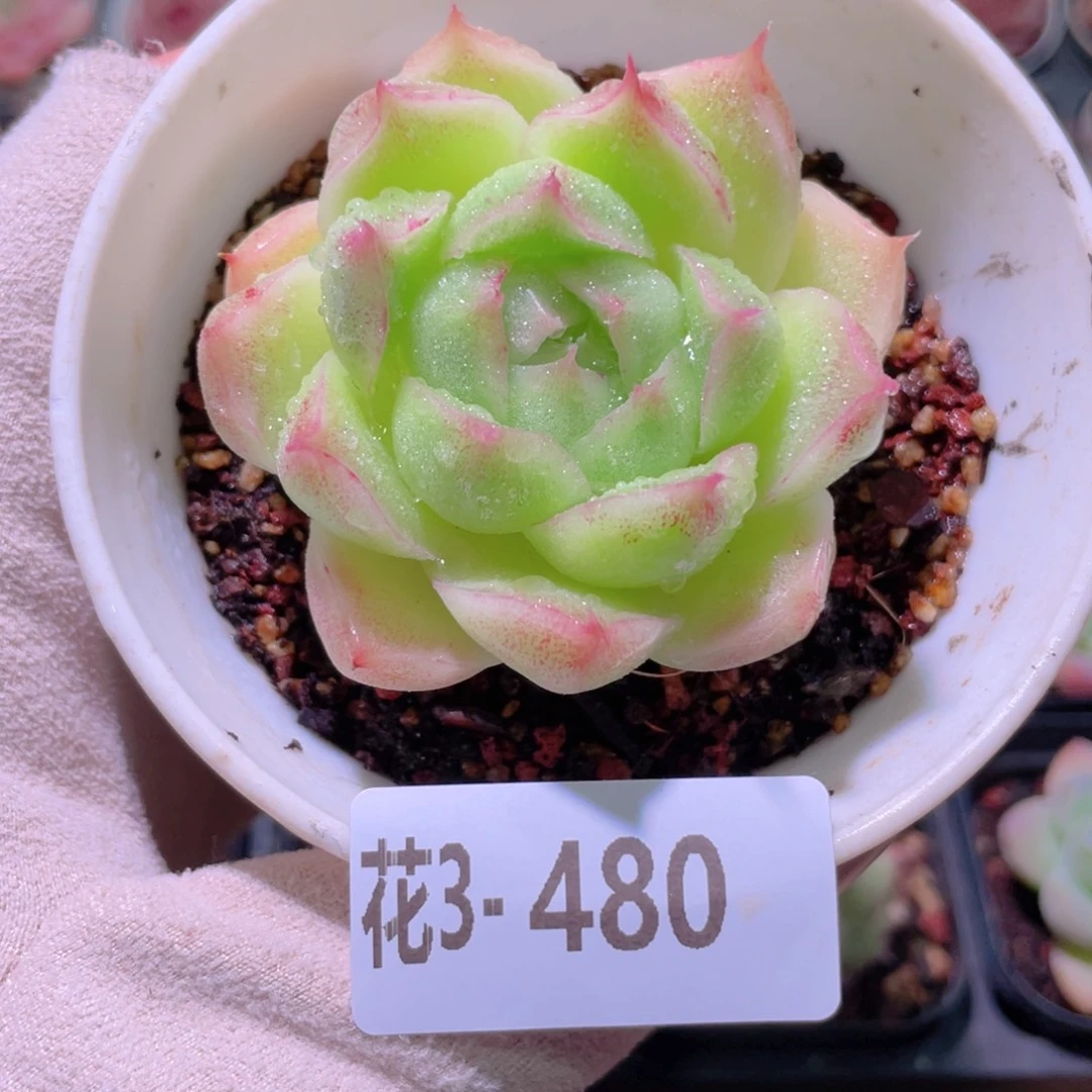 花利美3-480麦秆单头