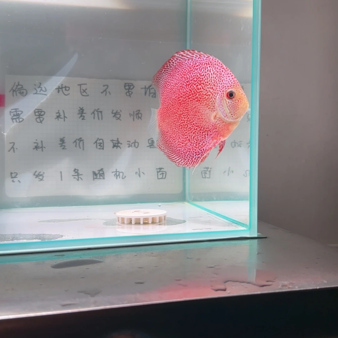 七彩神仙鱼18栋豹点