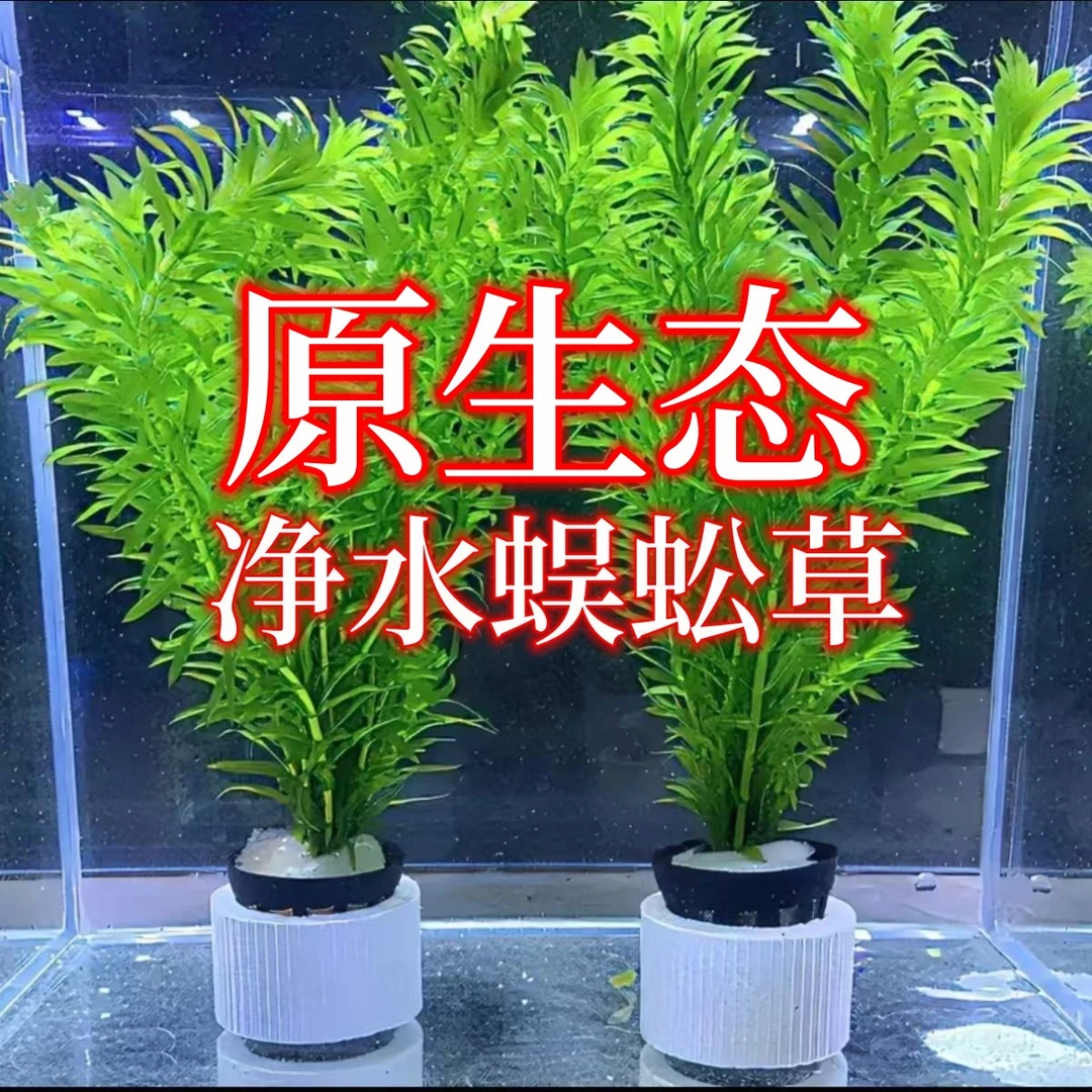 【九块九2杯】蜈蚣草净化水质活体真水草植物懒人造景装饰鱼缸增氧