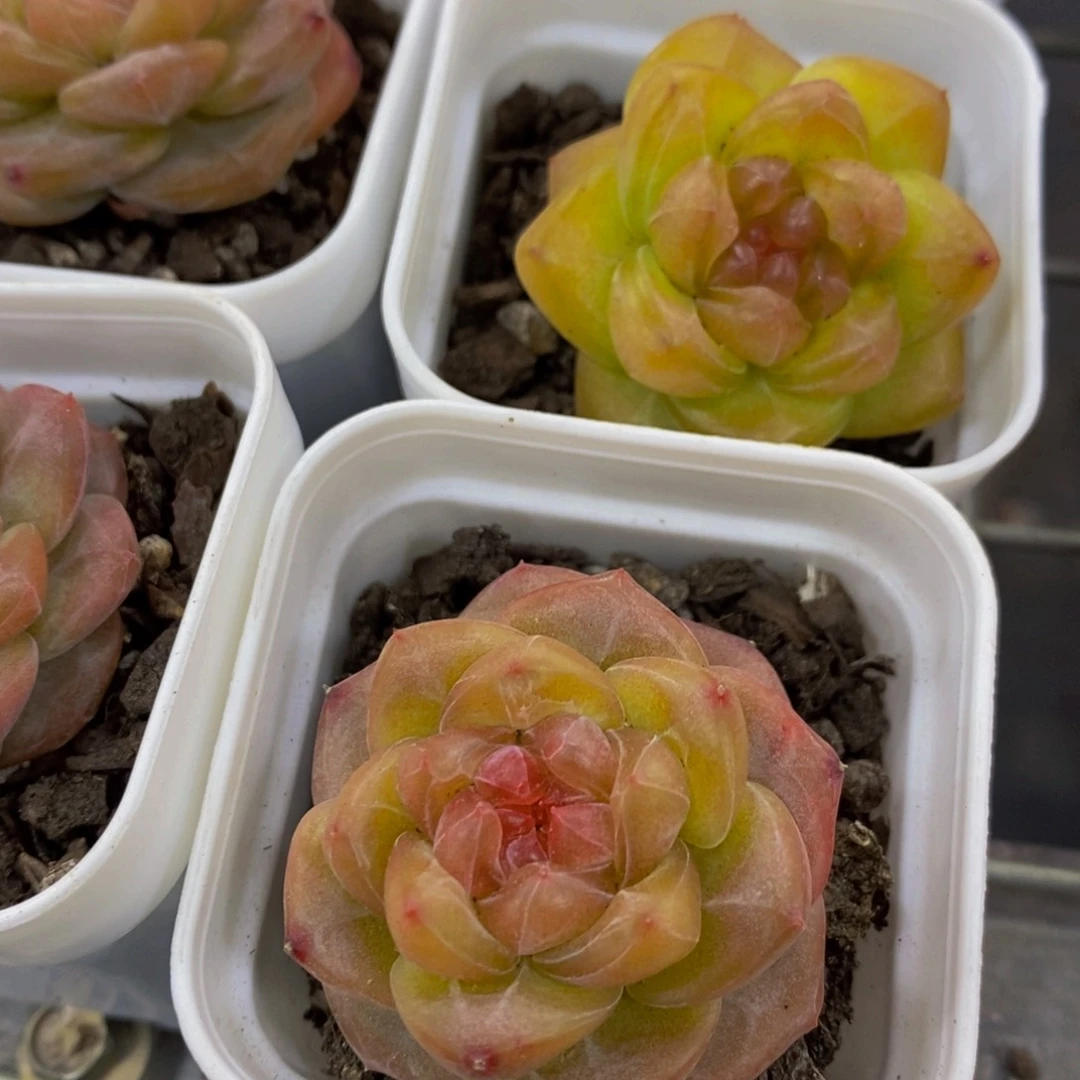 86-精品钻石红琥珀一个