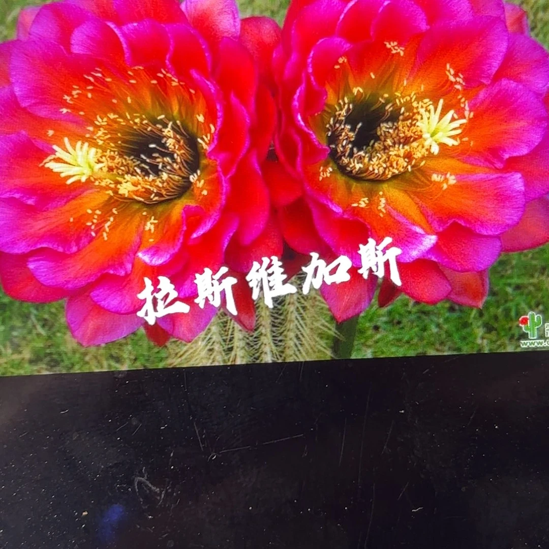 拉丝维加毛瑕疵侧牙20包邮仙人球16