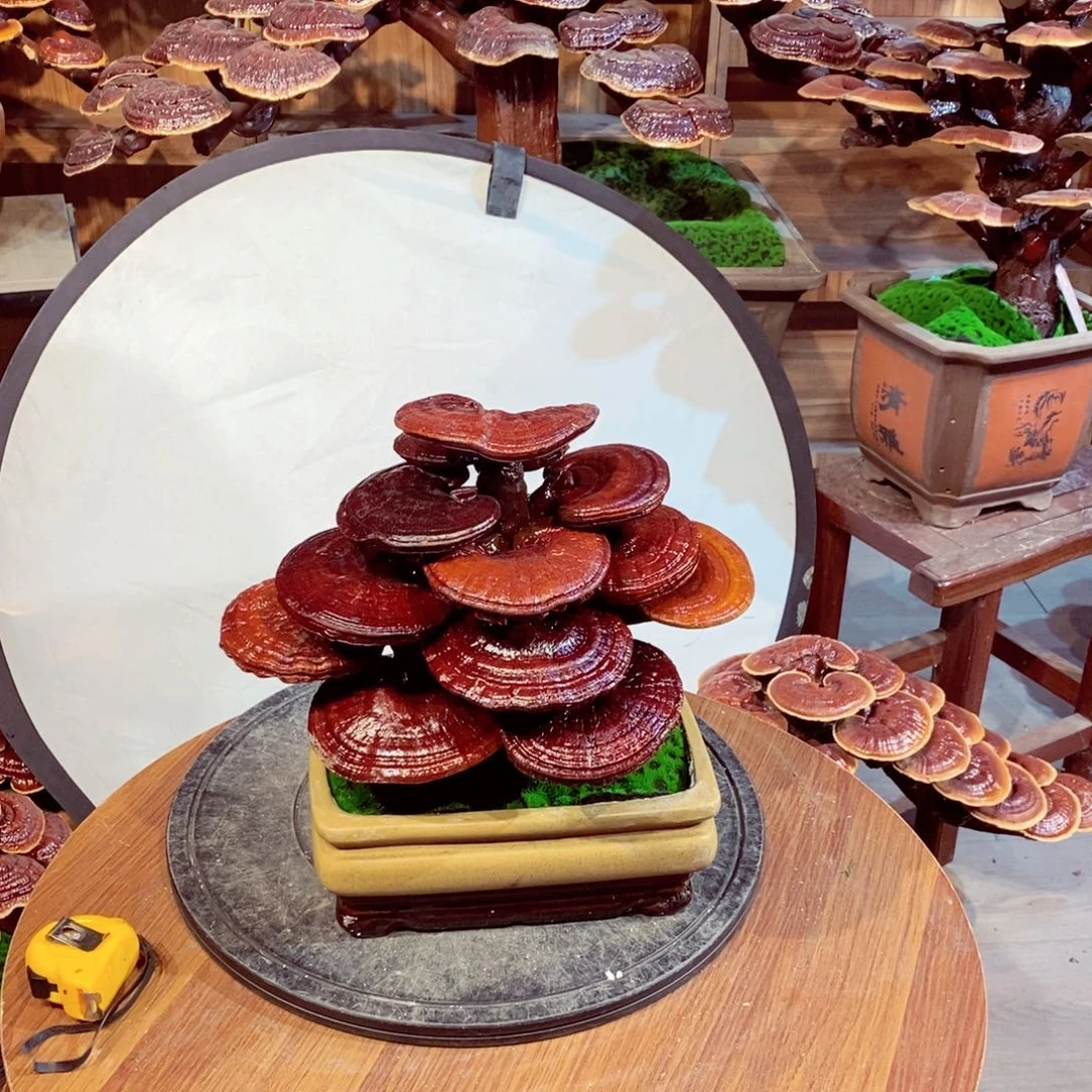 强*！发财树发财树发财树