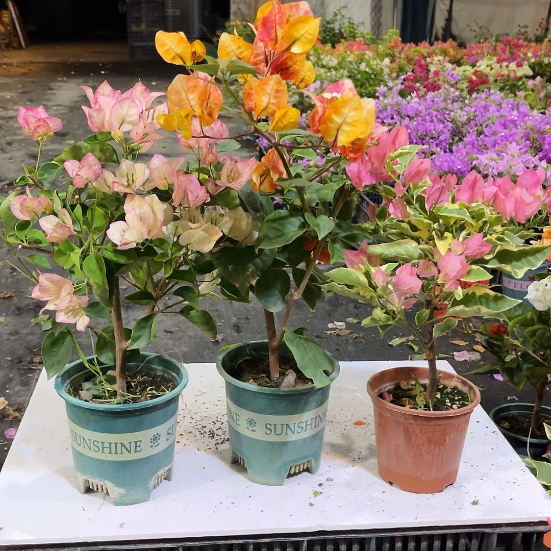 大部分花苞少量开放五宝，哪吒，蜡染粉