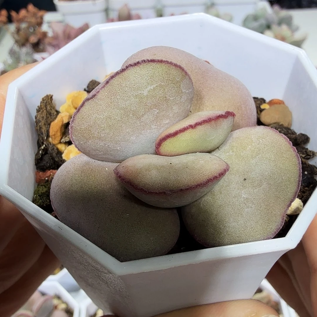 白**水白肌红蛋水泡多肉植物