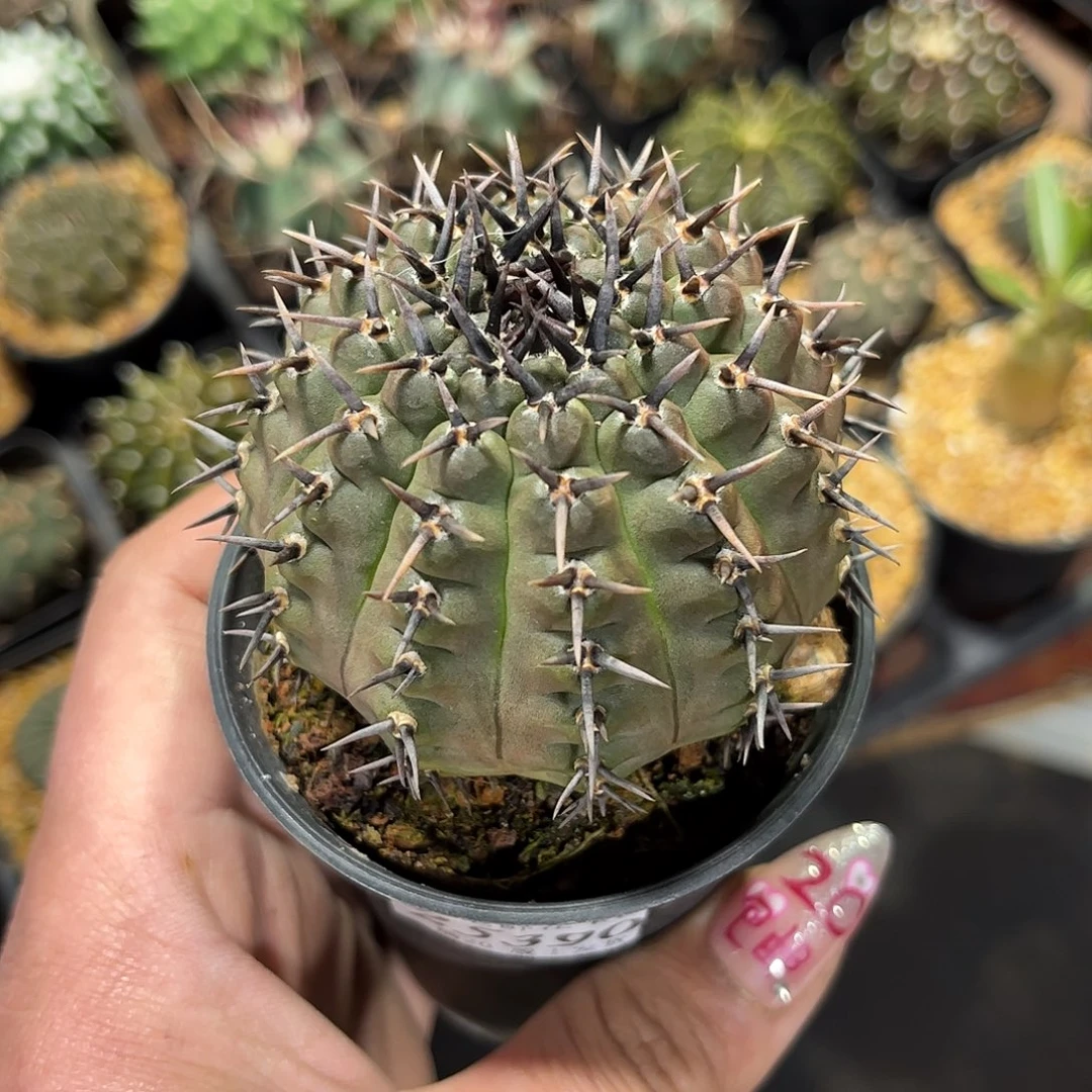 小***画25390一物一拍单头发货