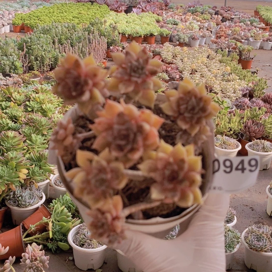 949璀璨老桩一物一拍