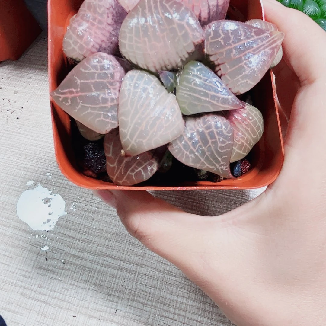 粉玻璃康平多肉植物