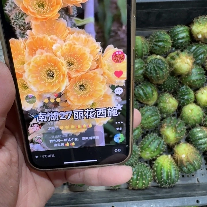 247丽花西施歪无根侧牙2到3公分左右,20包邮