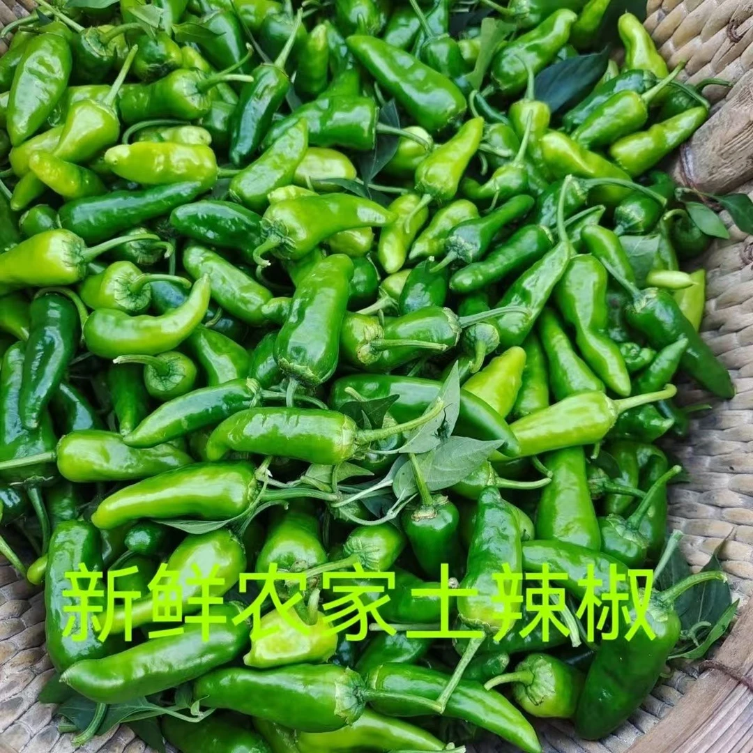 正宗本地新鲜特辣薄皮青椒农家自种现摘现发