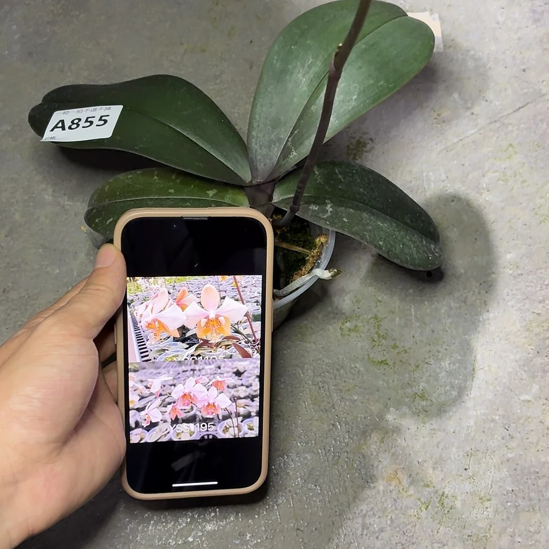 当前无花朵，栽培后可花朵A855yss1195