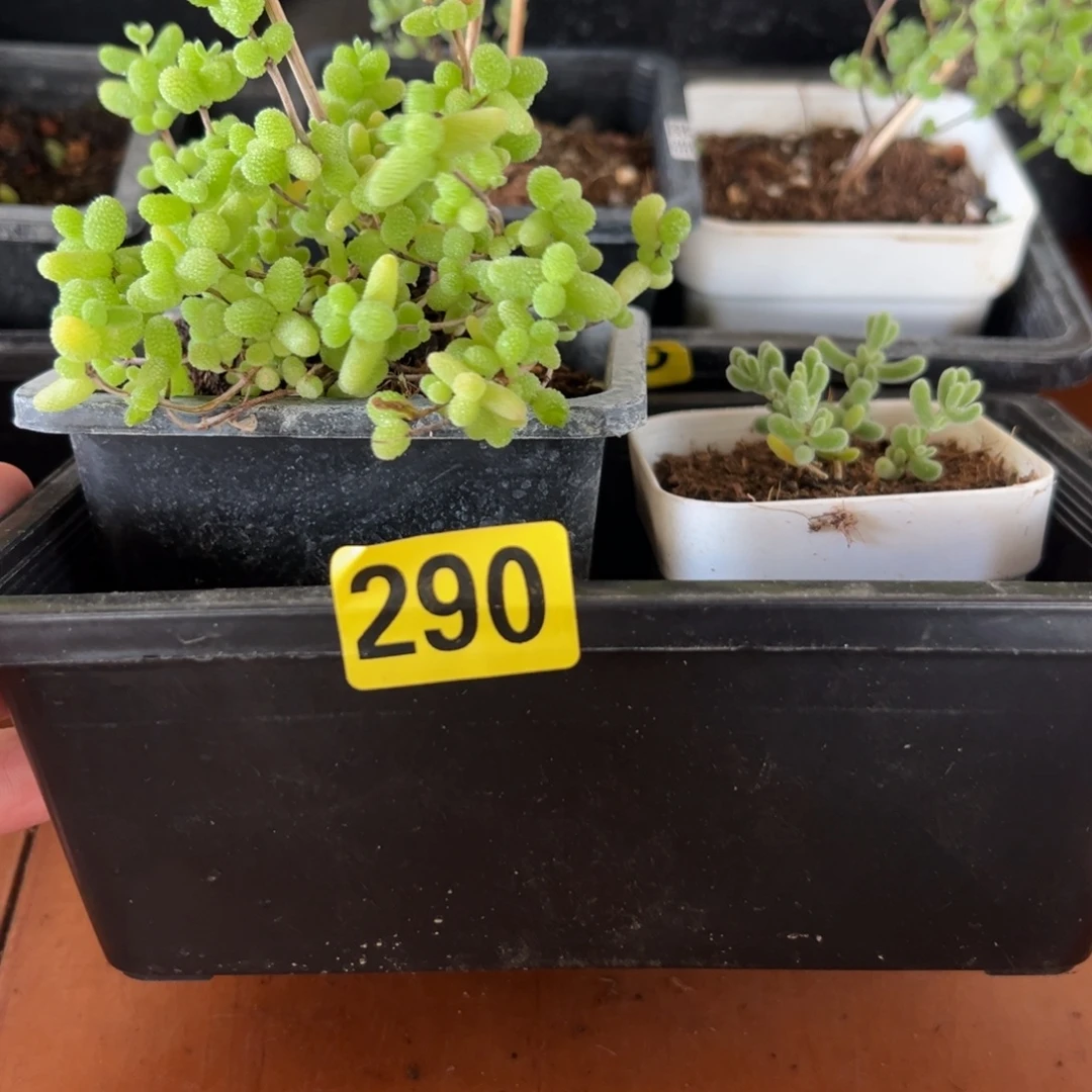 枝干番杏多肉植物290