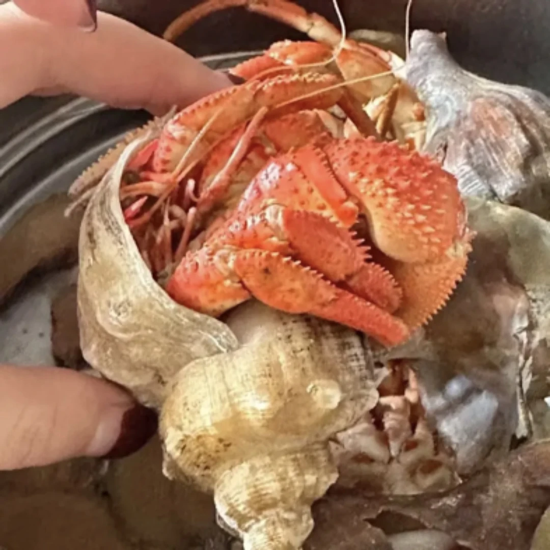 海洋岛虾怪3斤个别有沙蚕【保鲜不保活】