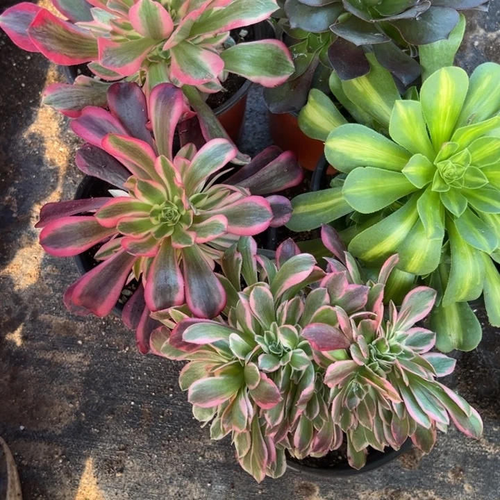 多肉植物4颗带缀化不售后