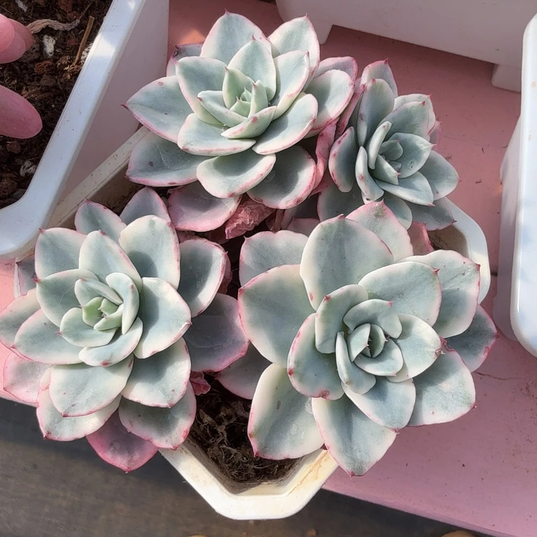 奶油黄桃锦群，多肉植物。