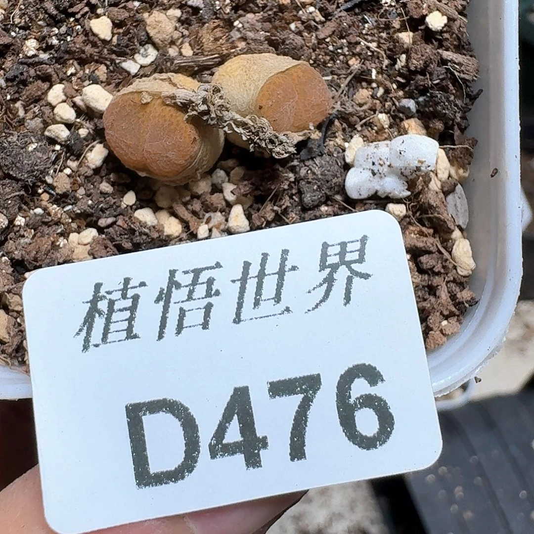476号多肉植物哇f f