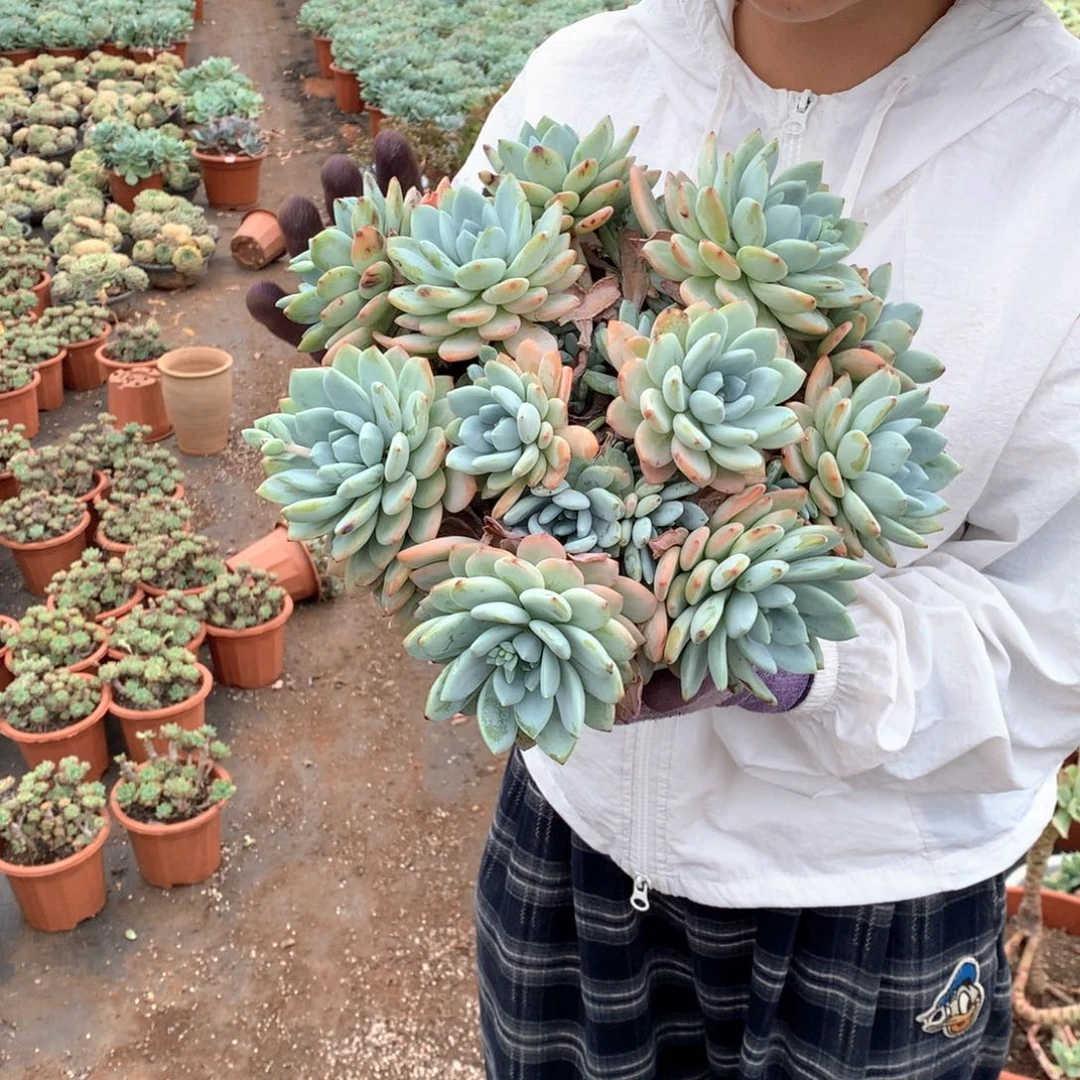 多肉植物量拍冷香25