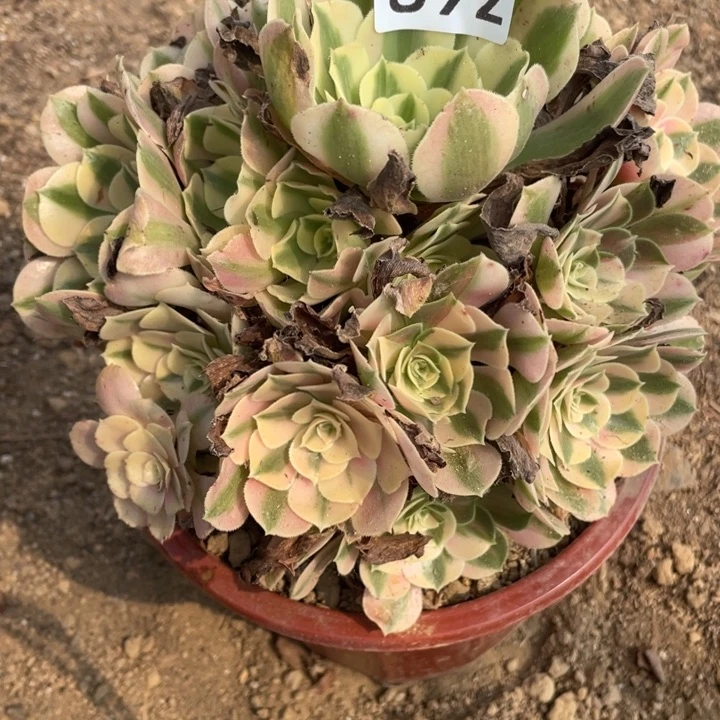 无花朵892多肉植物粉女巫