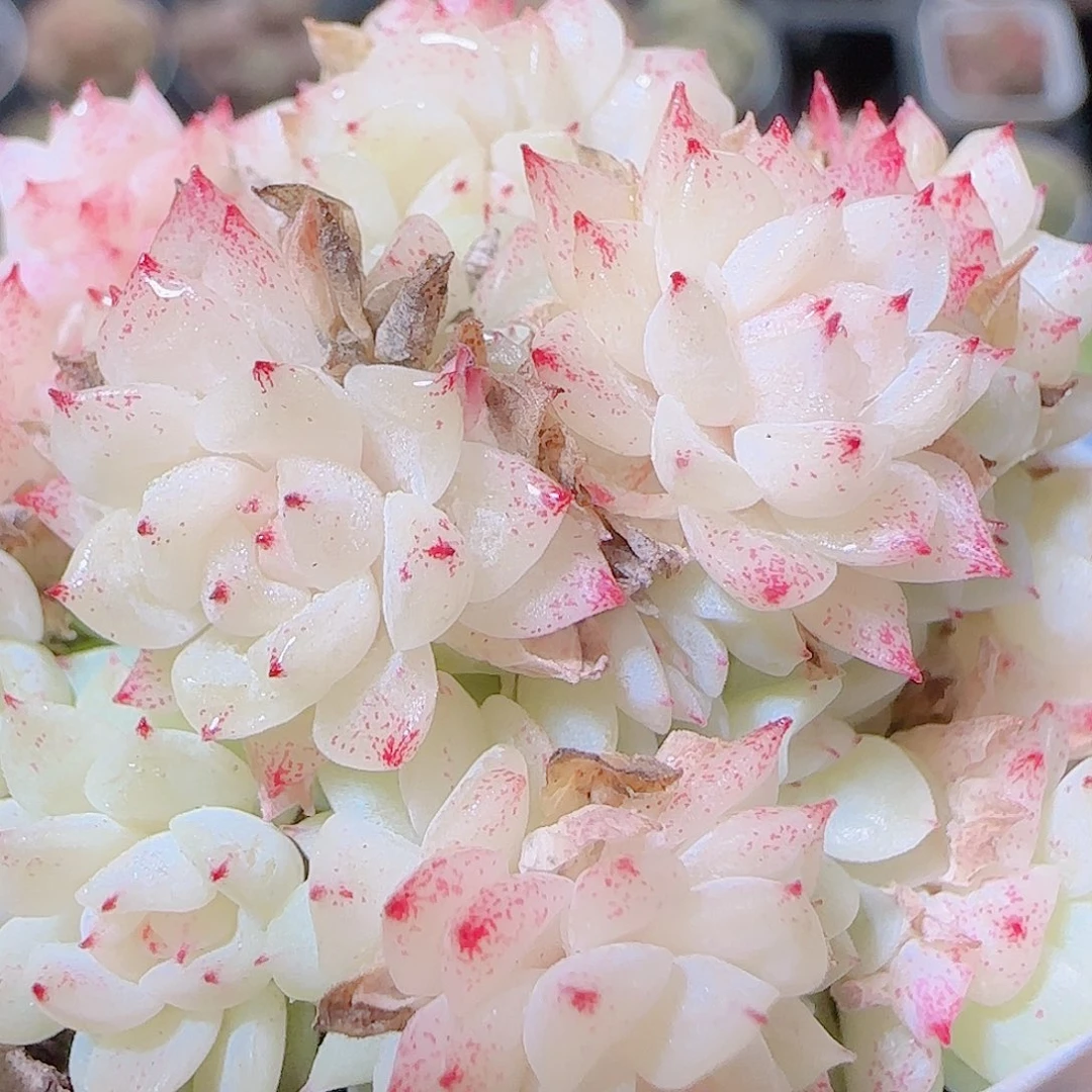 花语逸镜1124-51散