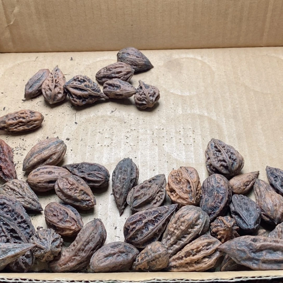 文玩核桃吊坠白*翁核桃16