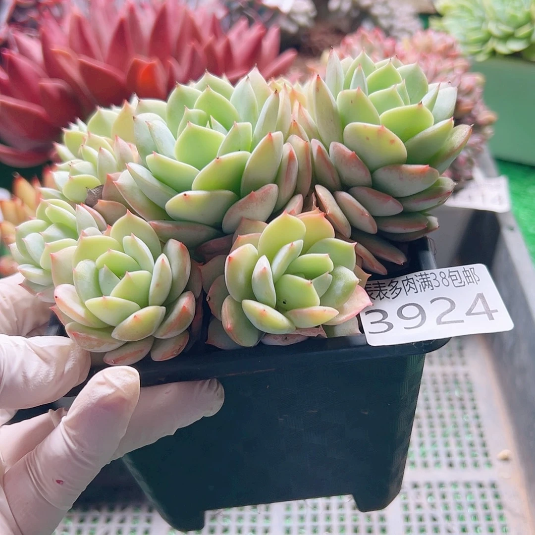 无花朵多肉一物一拍植物3924