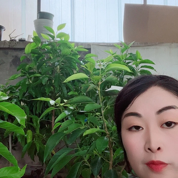 完全开放白兰花是真的好看