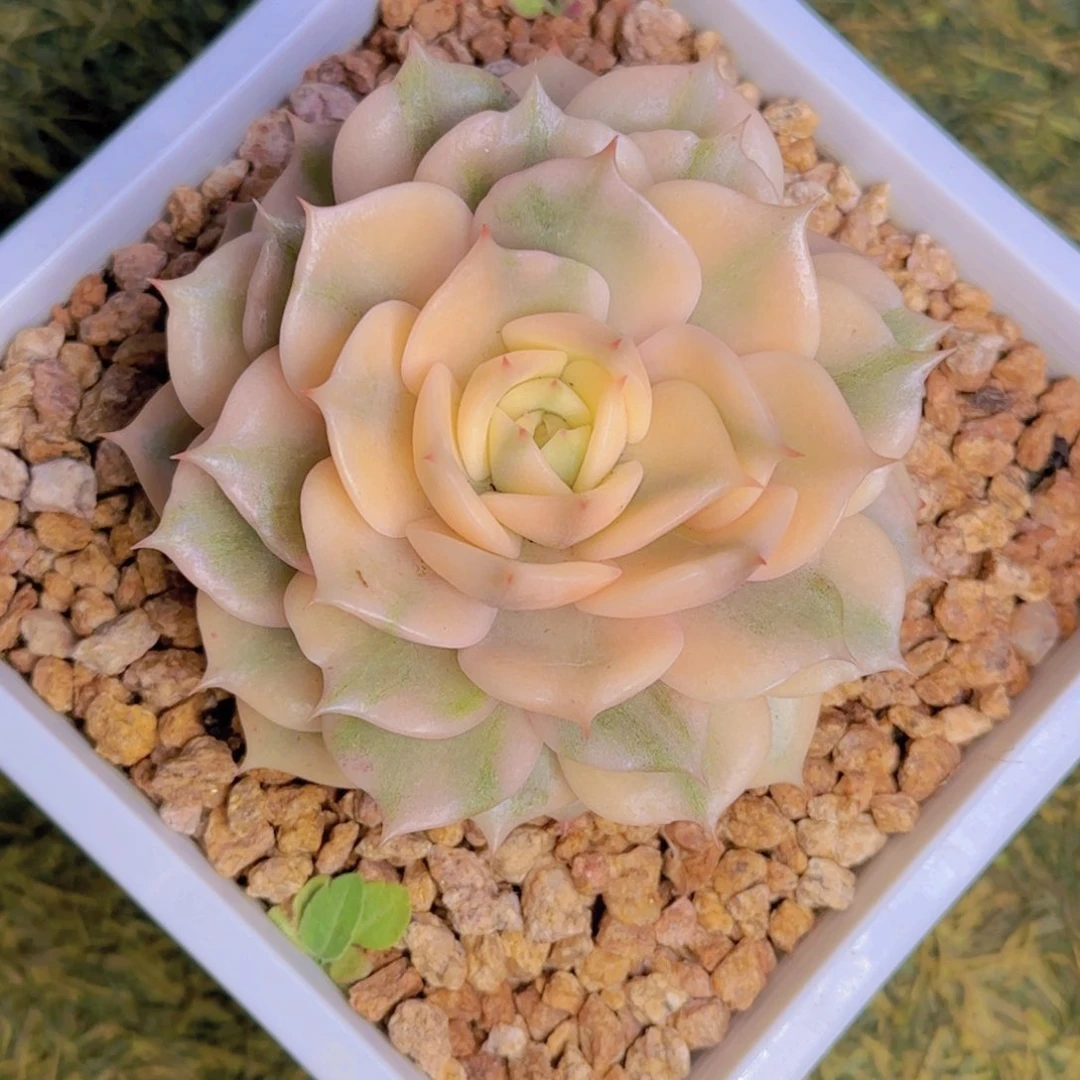 盈***笑微笑发货11111111111