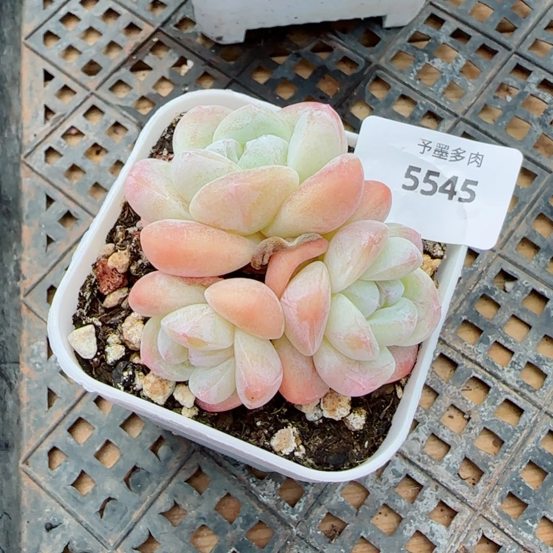 冰玉无砍，5545多肉植物