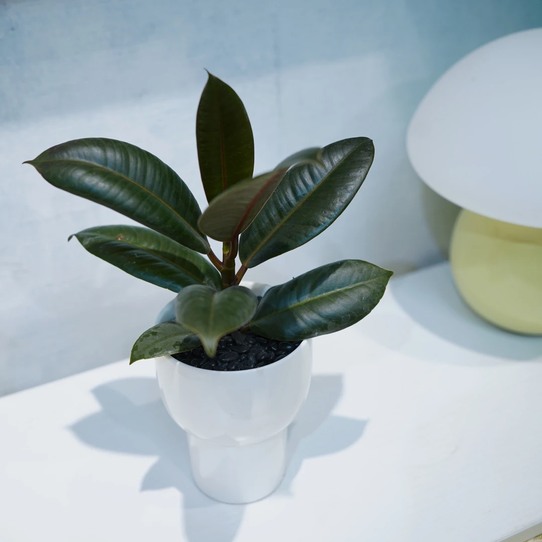 黑金刚橡皮树北欧风ins高级感净化空气盆栽绿植花卉办公桌面植物