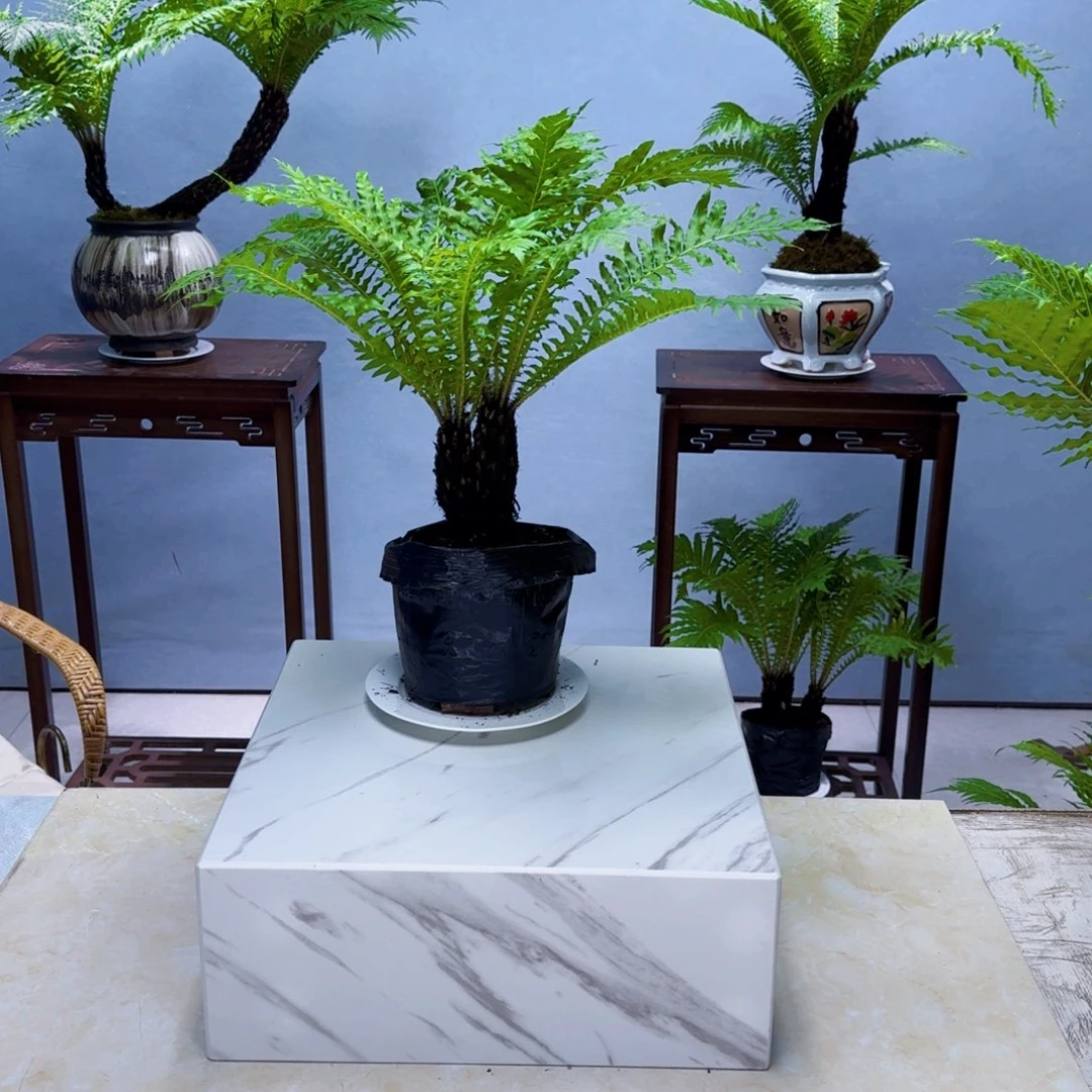 用***5不开花植物小双头富贵蕨