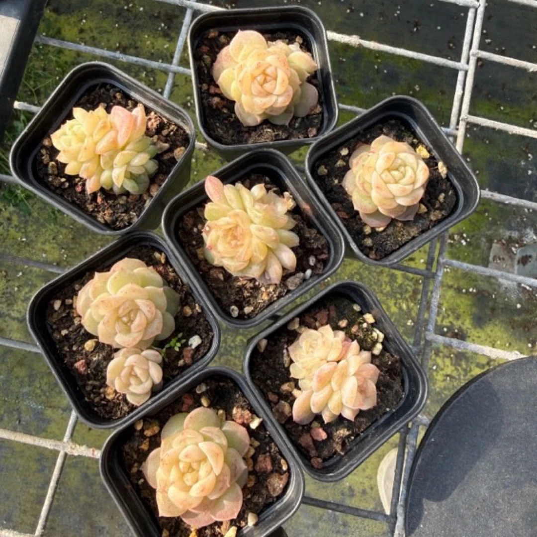 谪仙甜心 多肉植物 满28.8元包邮非偏远