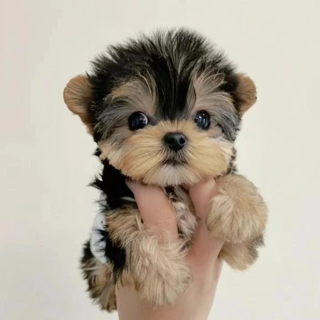 【小雪家约克夏】约克夏活体小型犬玩具犬茶杯体犬瘟细小售后保障