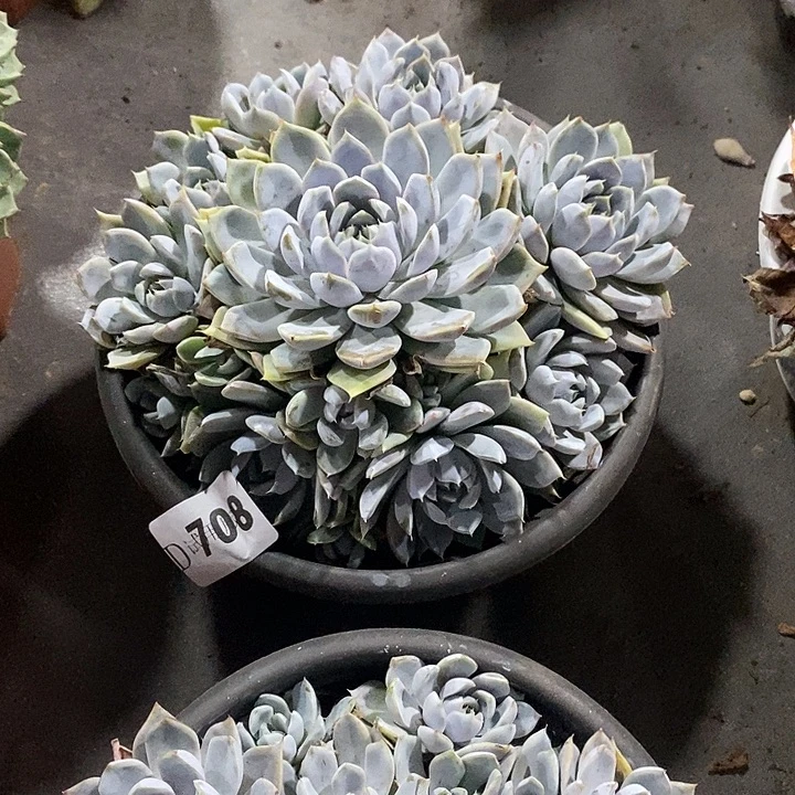 若***离708雪兔多肉植物补差