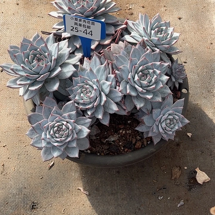 崔***^多肉植物组合盆栽44
