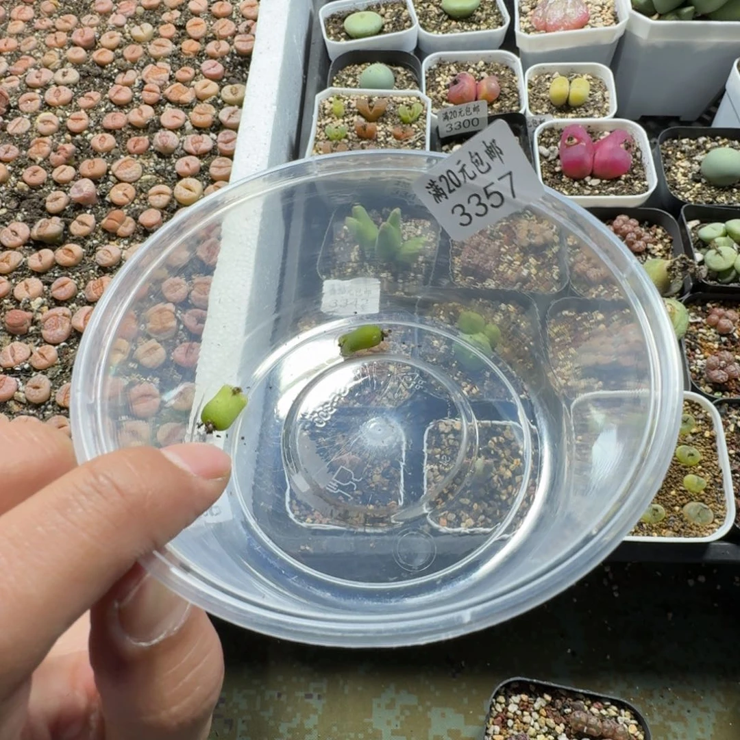 大***娅3357。奶瓶。两颗。好看