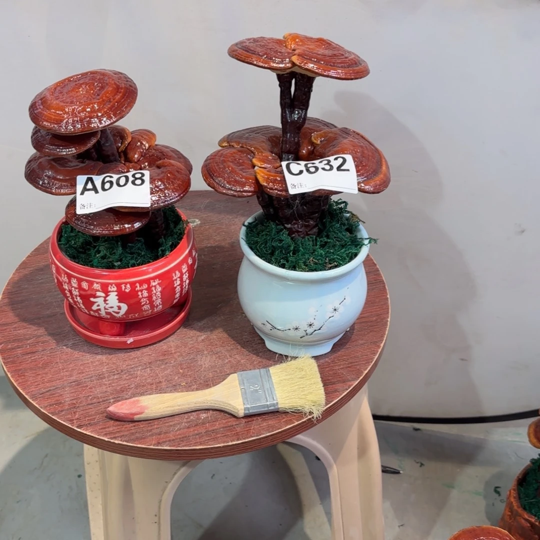 尼***小灵芝888855888888888888