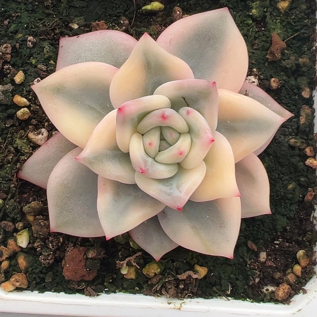 伊丽莎白锦多肉植物