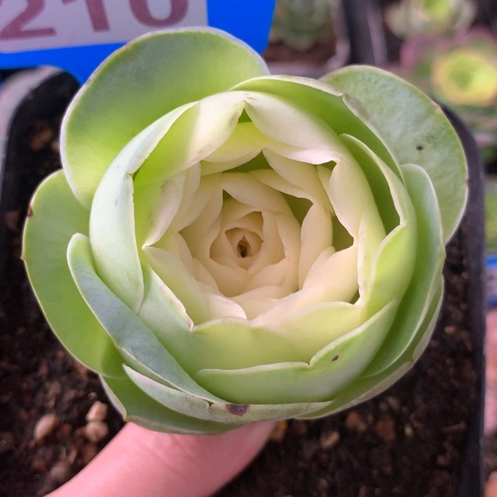 一物一拍姹紫嫣红210