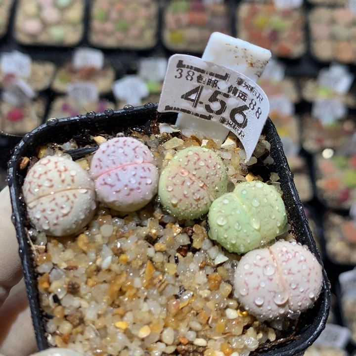 zzzzzz一物一拍456