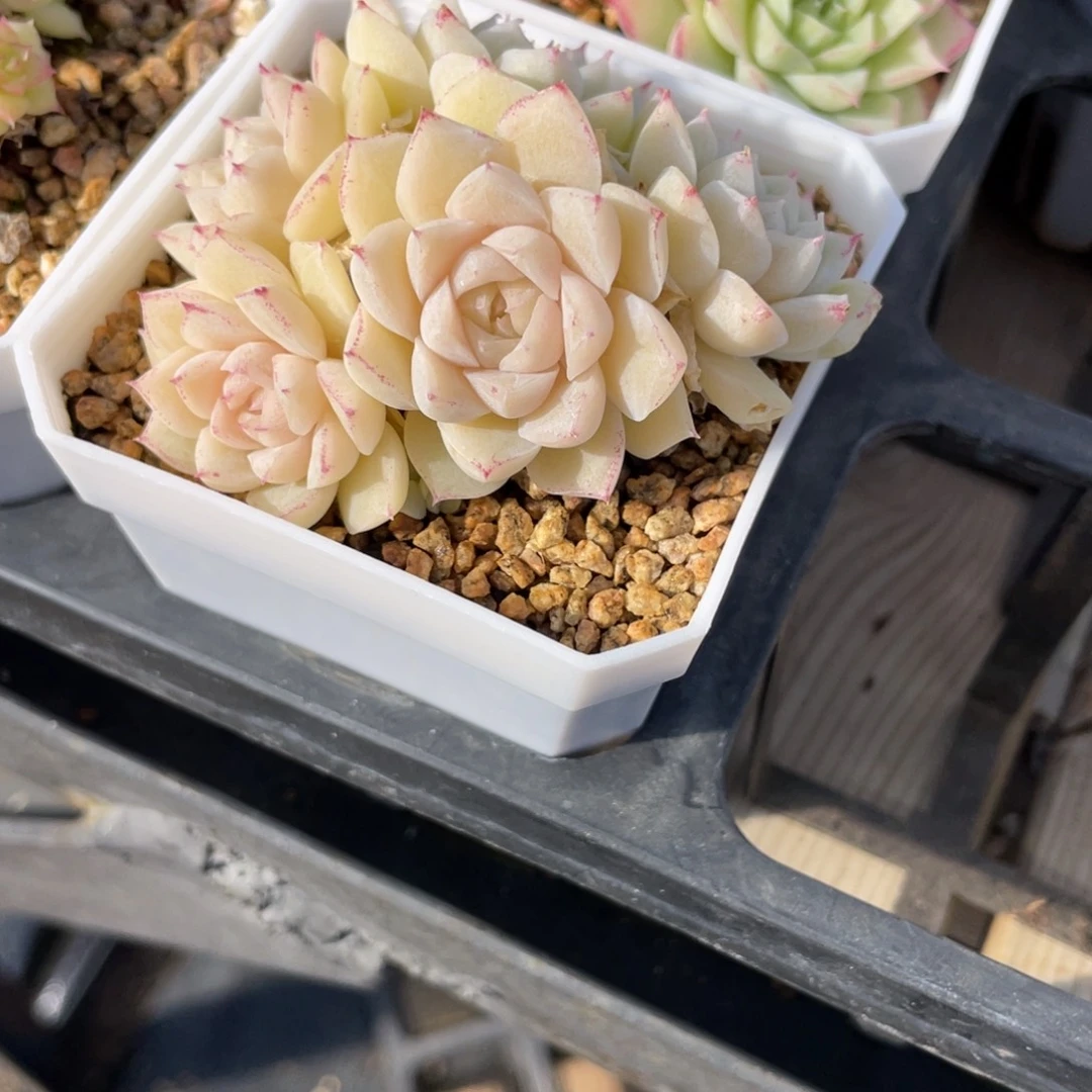 1591玫瑰花女王福利群