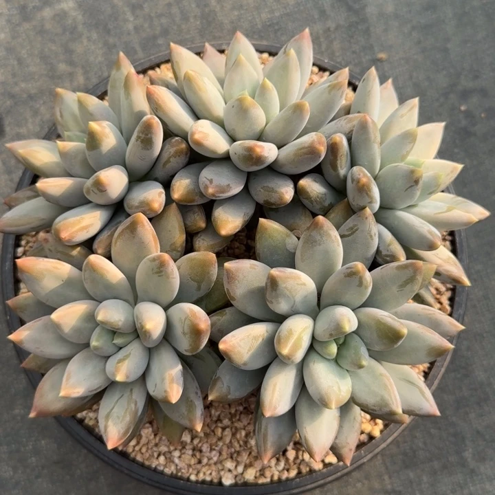 再***好多肉植物哥特萝莉